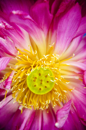 Blossoming lotus flower closeupの写真素材