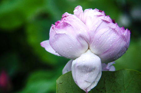 lotus flower closeupの写真素材