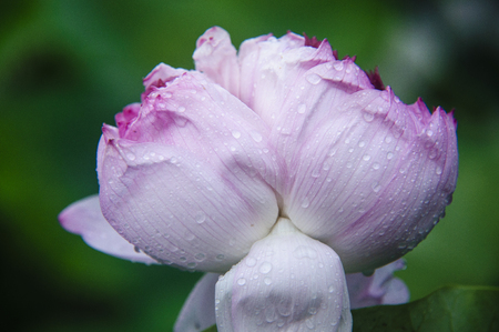 lotus flower closeupの写真素材