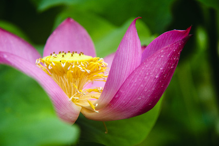 Blossoming lotus flower closeupの写真素材