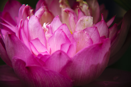 Blossoming lotus flower closeupの写真素材