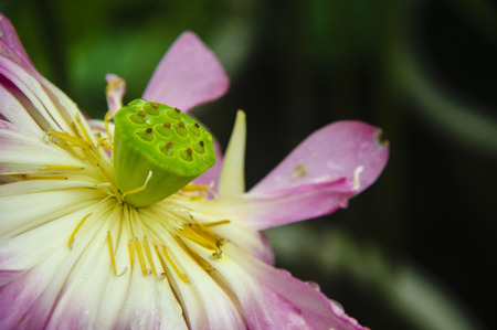 Blossoming lotus flower closeupの写真素材