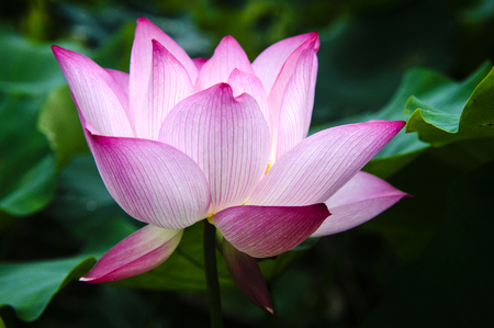 Blossoming lotus flower closeupの写真素材