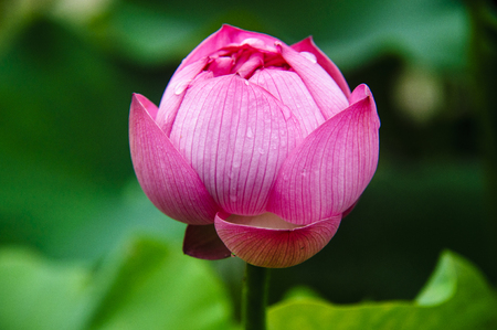 lotus flower closeupの写真素材