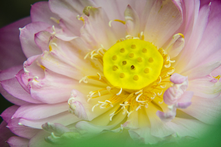 Blossoming lotus flower closeupの写真素材