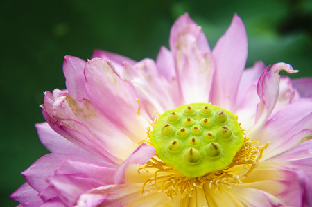 Blossoming lotus flower closeupの写真素材