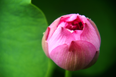 lotus flower closeupの写真素材