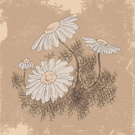Illustration of chamomile on a beige background; shabby styleのイラスト素材
