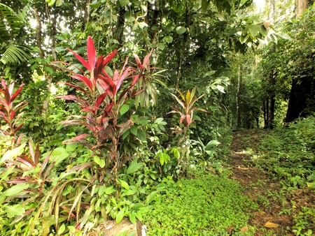 A close up of some of the flora found in the rain forest near to Puerto Viejo de Talamaca, Costa...