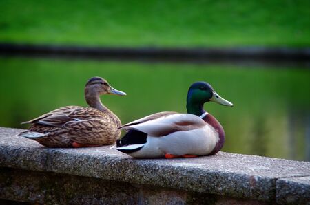 A pair of Mallard ducks resting in a city parkの写真素材