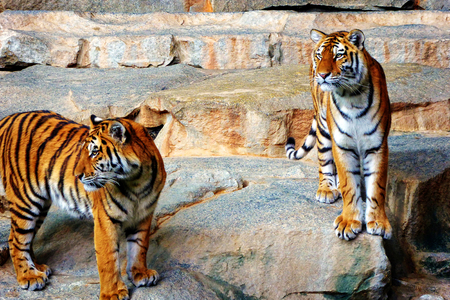Something catching the attention of two tigersの写真素材