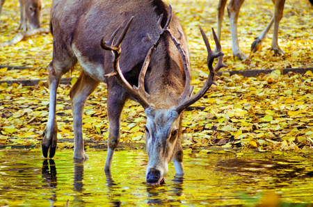 A deer drinking in water reflecting the yellow leaves of autumnの写真素材