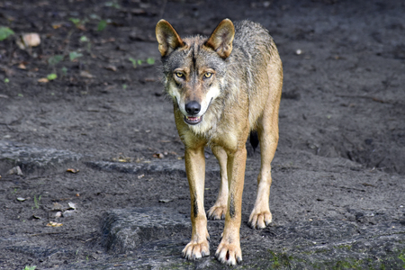 A smiling European Wolf with bright eyes