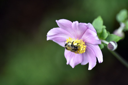 A bumblebee feeding on nectar on a pink flowerの写真素材