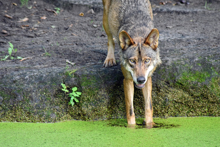A smiling European Wolf dipping its paws in waterの写真素材