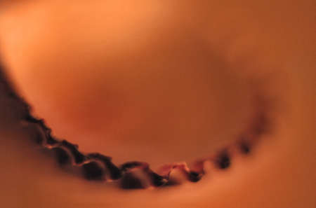 shell