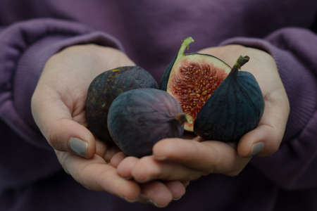 Hands of a women holding ripe figs on a purple backgroundの写真素材