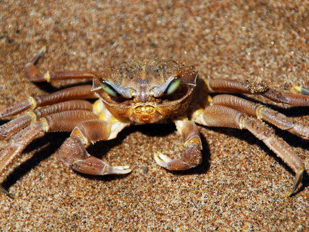 Crab close upの写真素材