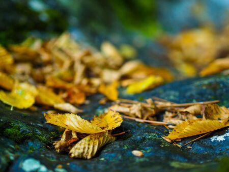Falling leaves