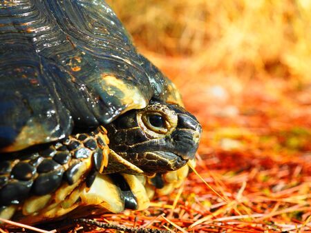 Turtleの写真素材