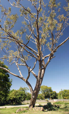 Single Gum Treeの写真素材