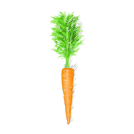carrot sketch drawing isolated over white backgroundのイラスト素材