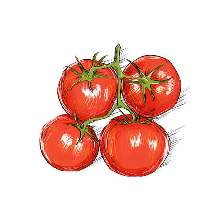 red tomato sketch draw isolated overのイラスト素材