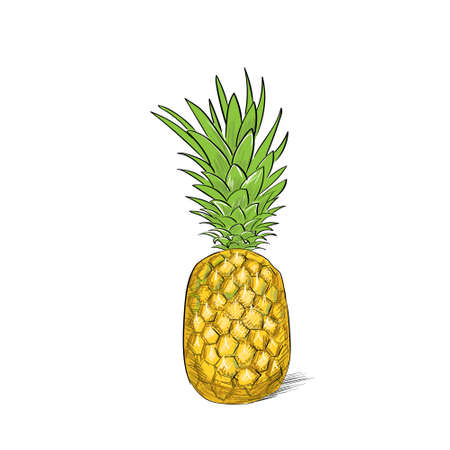 pineapple fruit color sketch draw isolated over white backgroundのイラスト素材