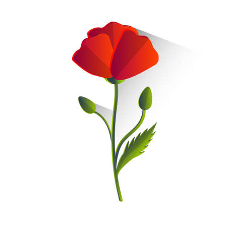 Red Poppy Flower Isolated Flat Vector Illustrationのイラスト素材