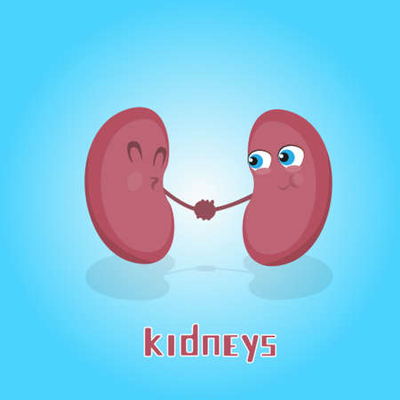 Kidneys Hold Hands Smiling Cartoon Character Icon Banner Flat Vector Illustrationのイラスト素材