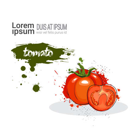 Tomato Hand Drawn Watercolor Vegetable On White Background With Copy Space Vector Illustrationのイラスト素材