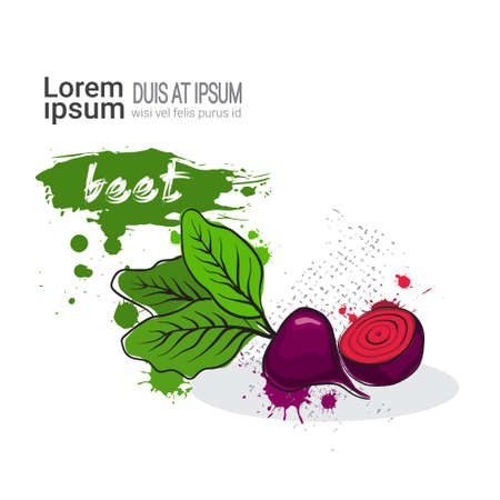 Beet Hand Drawn Watercolor Vegetable On White Background With Copy Space Vector Illustrationのイラスト素材