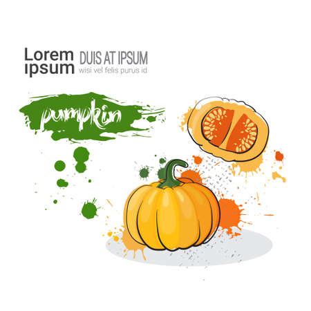 Pumpkin Hand Drawn Watercolor Vegetable On White Background With Copy Space Vector Illustrationのイラスト素材