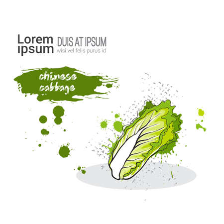 Chinese Cabbage Hand Drawn Watercolor Vegetable On White Background With Copy Space Vector Illustrationのイラスト素材