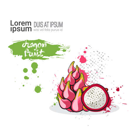 Dragon Fruit Hand Drawn Watercolor On White Background With Copy Space Vector Illustrationのイラスト素材