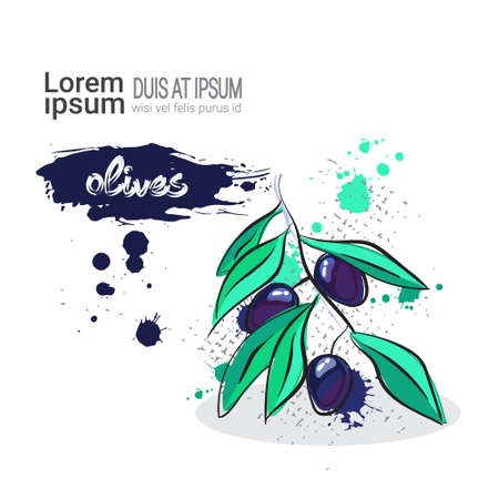 Olives Hand Drawn Watercolor Vegetables On White Background With Copy Space Vector Illustrationのイラスト素材