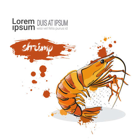 Shrimp Hand Drawn Watercolor Food On White Background With Copy Space Vector Illustrationのイラスト素材
