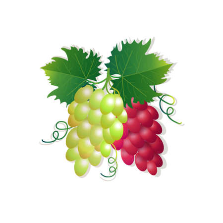 grapes on white background, healthy lifestyle or diet conceptのイラスト素材