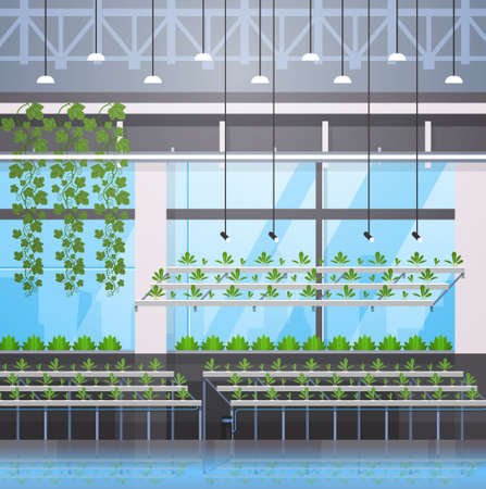 organic hydroponic green plants row cultivation farm modern greenhouse interior farming system concept vector illustrationのイラスト素材