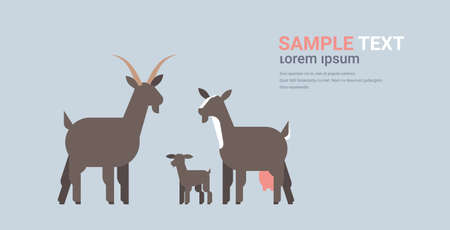 cute black goats family cartoon farm domestic animals husbandry grazing cattle concept flat horizontal copy space vector illustrationのイラスト素材