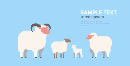 cute white sheeps and rams flock wool farm domestic animals breeding concept flat horizontal copy space vector illustrationのイラスト素材