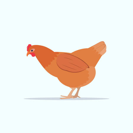 cute chicken domestic bird poultry farming concept flat white background vector illustrationのイラスト素材