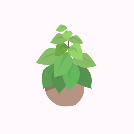 potted plant isolated on white background flat vector illustrationのイラスト素材
