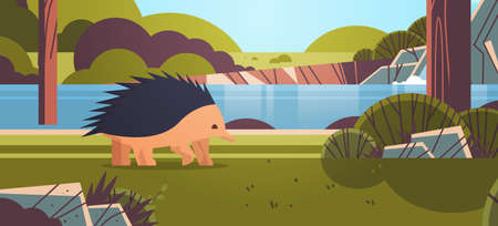 echidna walking in forest australian wild animal wildlife fauna concept landscape background horizontal vector illustrationのイラスト素材
