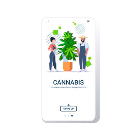 farmers couple watering cannabis industrial hemp plantation growing marijuana plant in pot drug consumption agribusiness concept smartphone screen mobile app copy space full length vector illustrationのイラスト素材