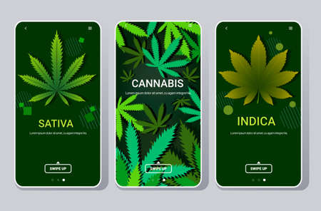 set cannabis sativa indica marijuana leaves drug consumption concept smartphone screens collection online mobile app flat copy space horizontal vector illustrationのイラスト素材