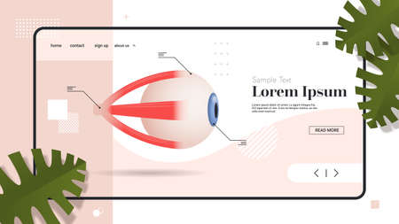 human eye icon internal organ structure detailed eyeball medical healthcare anatomy biology concept flat copy space horizontal vector illustrationのイラスト素材