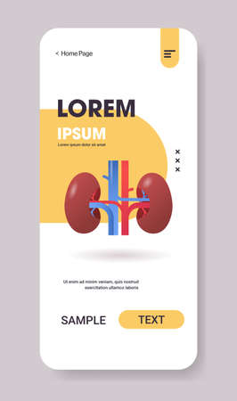 kidneys structure human internal organ anatomy healthcare medical concept renal system smartphone screen mobile app vertical copy space flat vector illustrationのイラスト素材