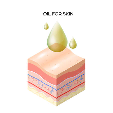 oil for skin cross-section of human skin layers structure skincare medical concept flat vector illustrationのイラスト素材
