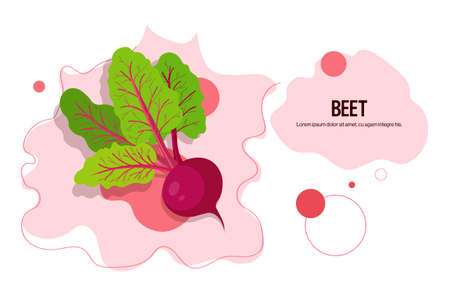 fresh beet sticker tasty vegetable icon healthy food concept horizontal copy space vector...